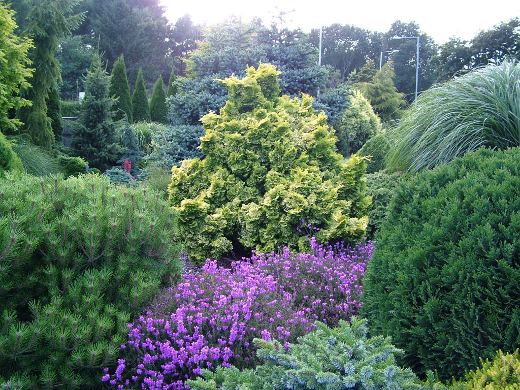 Conifers, Foxhollow Garden