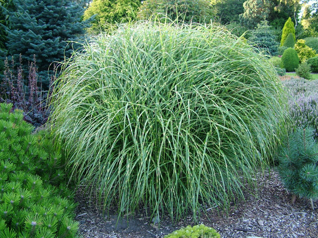 Ornamental Grass, Foxhollow Garden