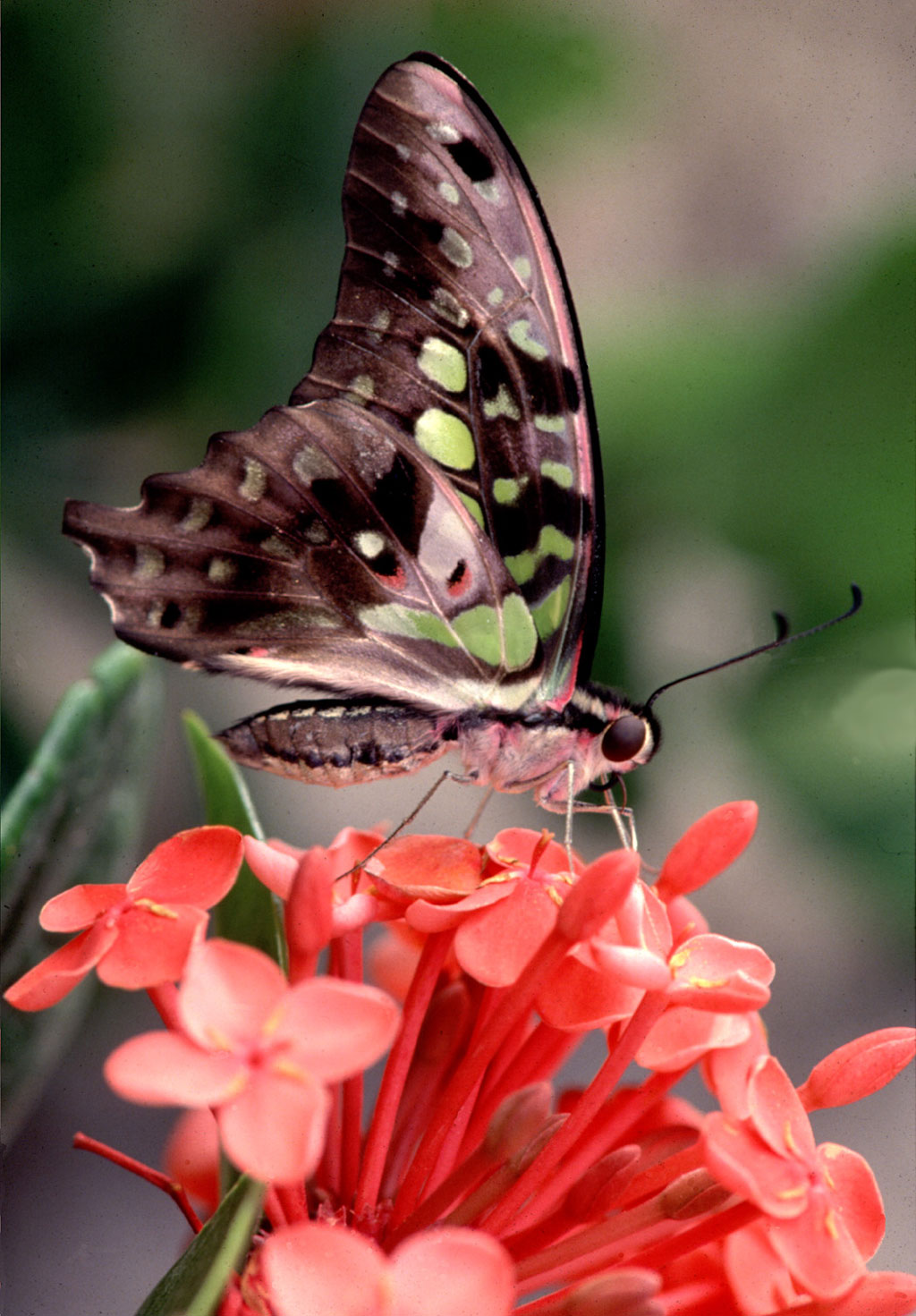 Franklin Park Conservatory, Ohio