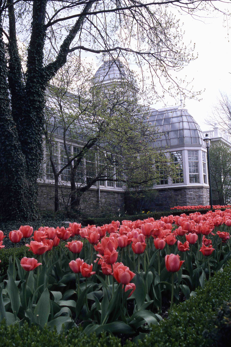 Tulips, Franklin Park Conservatory