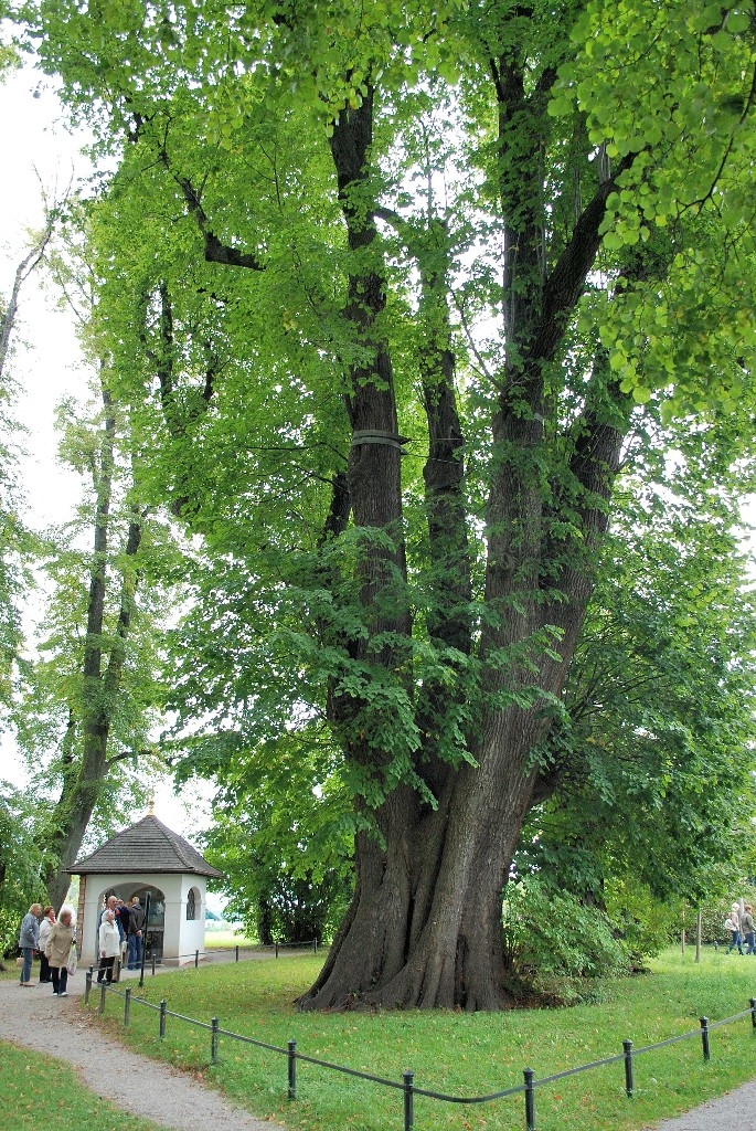 1000 year old Linden Tree