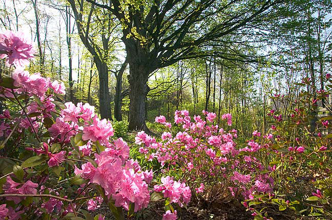 Rhododendrons, Frederik Meijer Gardens