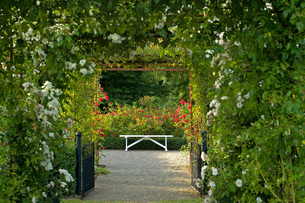 Roses, Fredriksdal Museums and Gardens