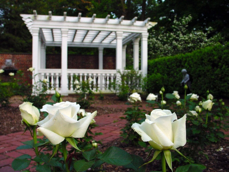 Roses, Frelinghuysen Arboretum