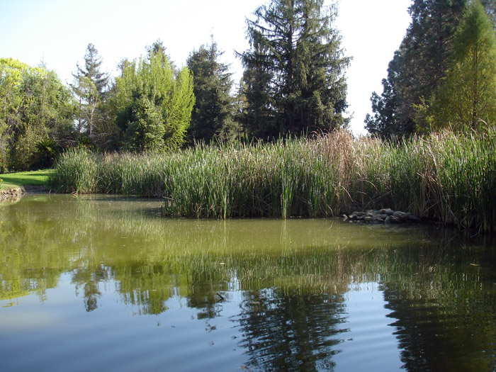 Fullerton Arboretum Garden