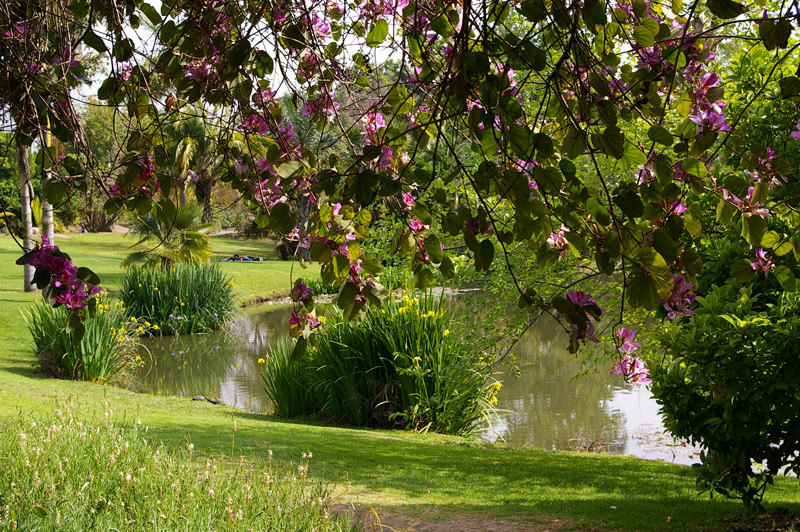Pond, Fullerton Arboretum Garden