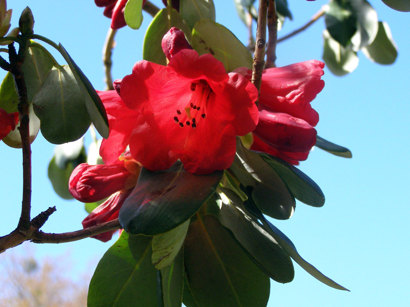 Rhododendron Thomsonii, Furzey Gardens