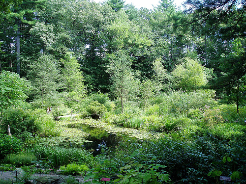 Lily Pond, Garden in the Woods