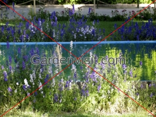 Garden Iran