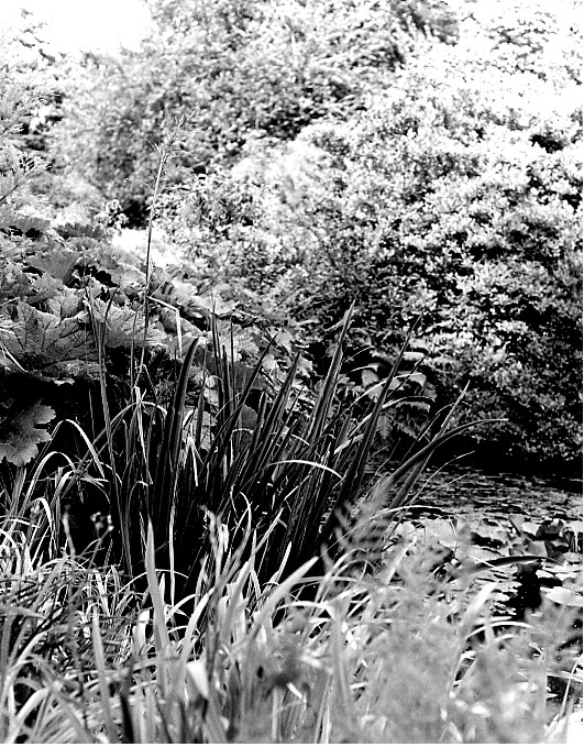 Illustrations on CD edition of Garden Visit and Travel Guide - see www.gardenvisit.com/order_form.htm