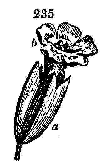 Gardening encyclopedia 1014 235