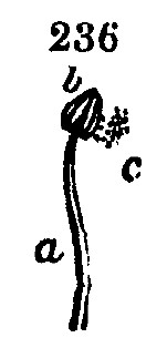 Gardening encyclopedia 1014 236
