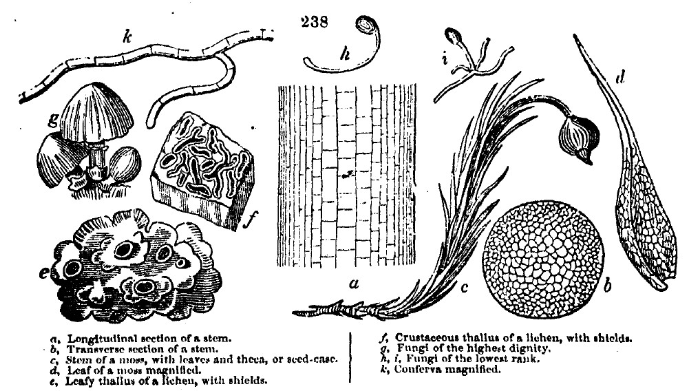 Gardening encyclopedia 1020 238