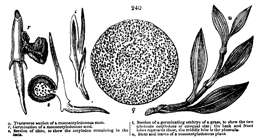 Gardening encyclopedia 1022 240