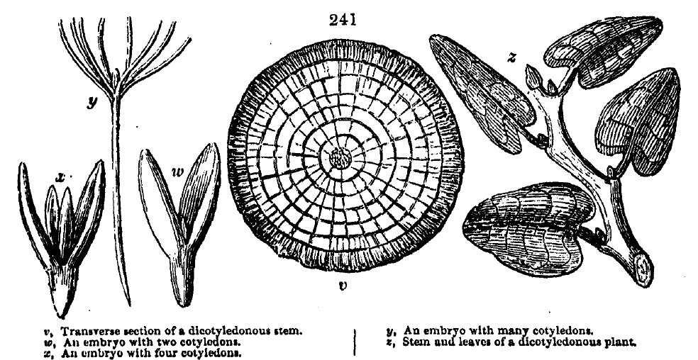 Gardening encyclopedia 1022 241