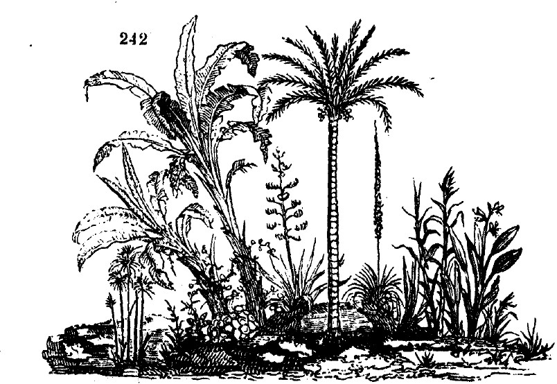 Gardening encyclopedia 1023 242