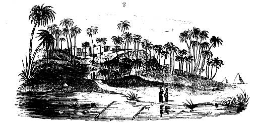 Gardening encyclopedia 10 2