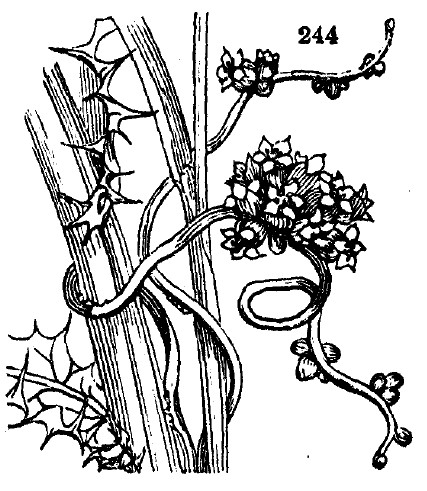 Gardening encyclopedia 1105 244