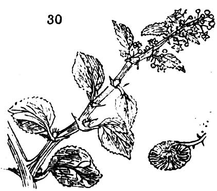 Gardening encyclopedia 139 30