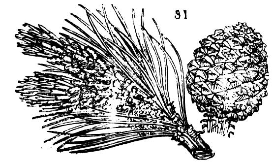 Gardening encyclopedia 139 31