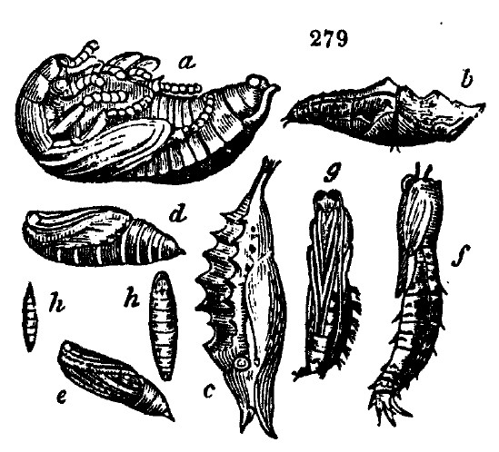 Gardening encyclopedia 1616 279
