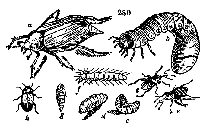 Gardening encyclopedia 1627 280