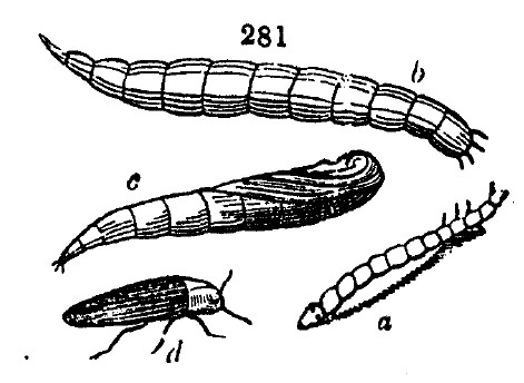 Gardening encyclopedia 1629 281