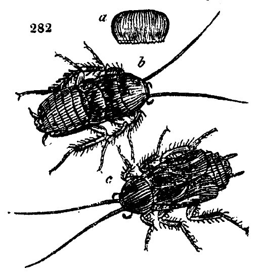 Gardening encyclopedia 1632 282