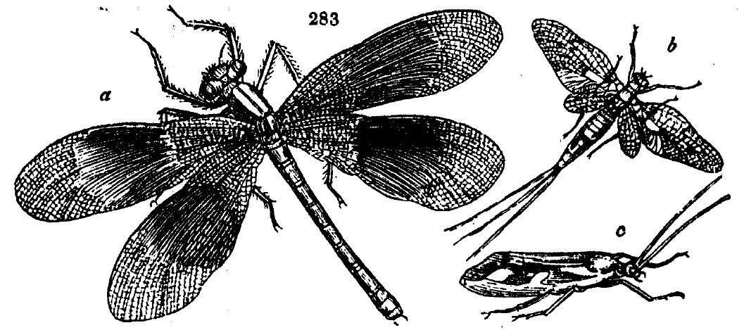 Gardening encyclopedia 1636 283