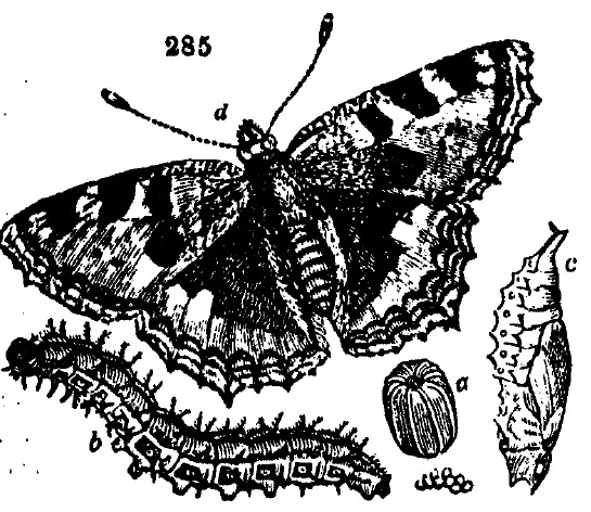 Gardening encyclopedia 1643 285