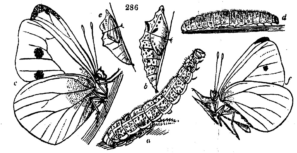 Gardening encyclopedia 1644 286