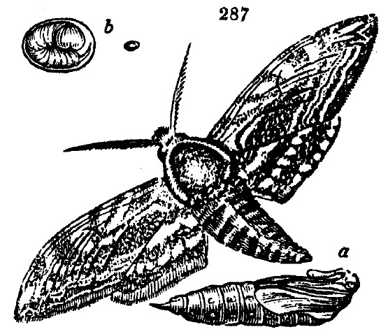 Gardening encyclopedia 1645 287