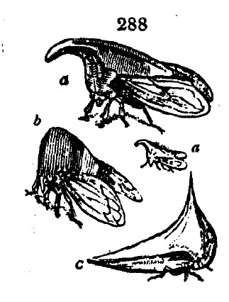 Gardening encyclopedia 1653 288