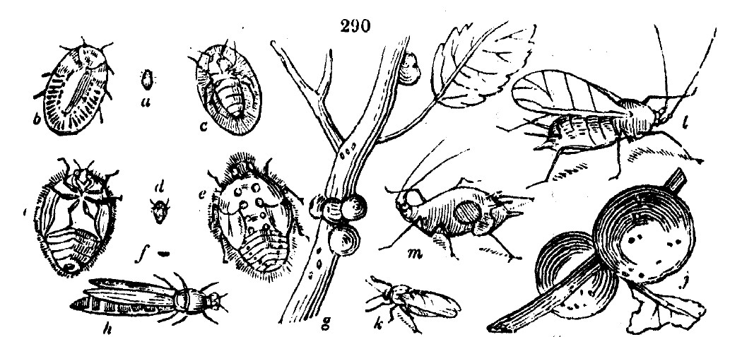 Gardening encyclopedia 1656 290