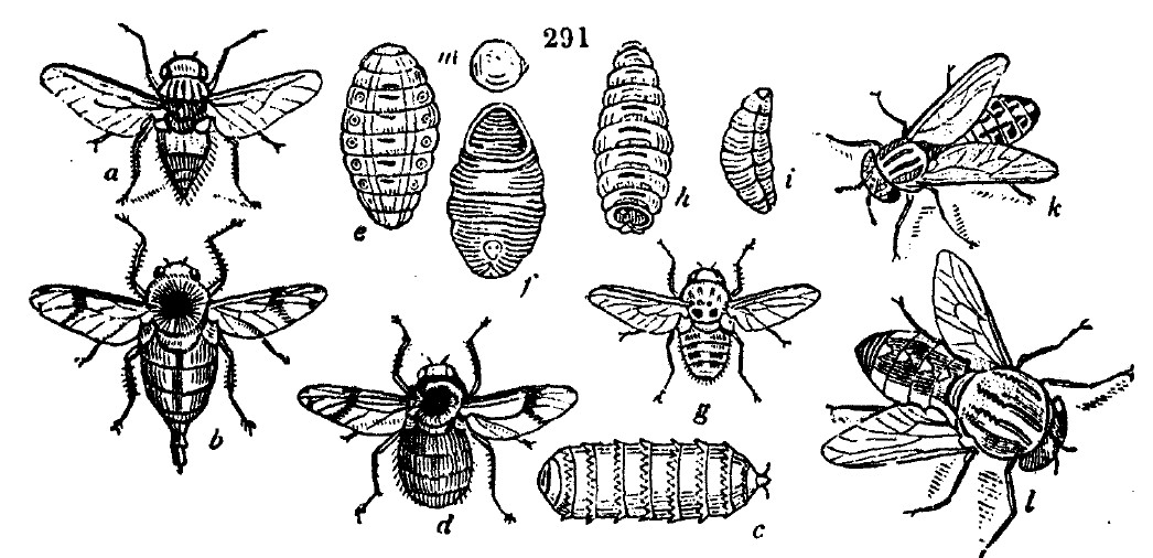 Gardening encyclopedia 1658 291