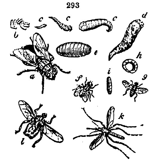 Gardening encyclopedia 1661 293