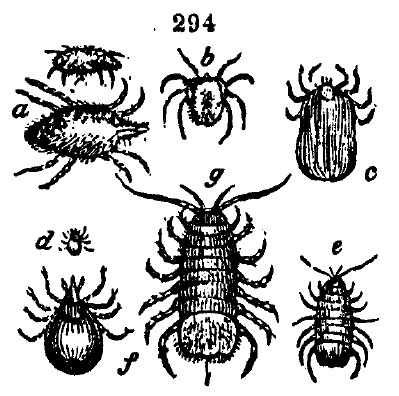 Gardening encyclopedia 1662 294