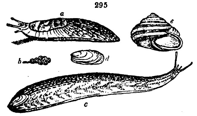 Gardening encyclopedia 1664 295