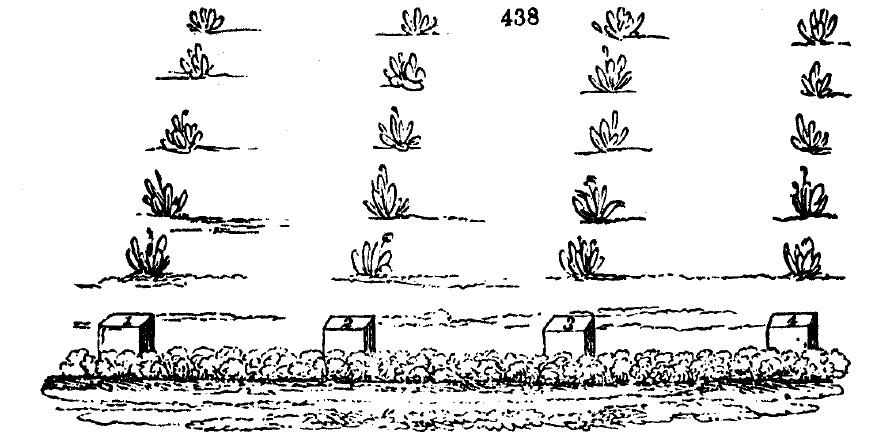 Gardening encyclopedia 1800 438