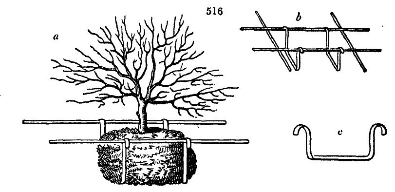 Gardening encyclopedia 1915 516