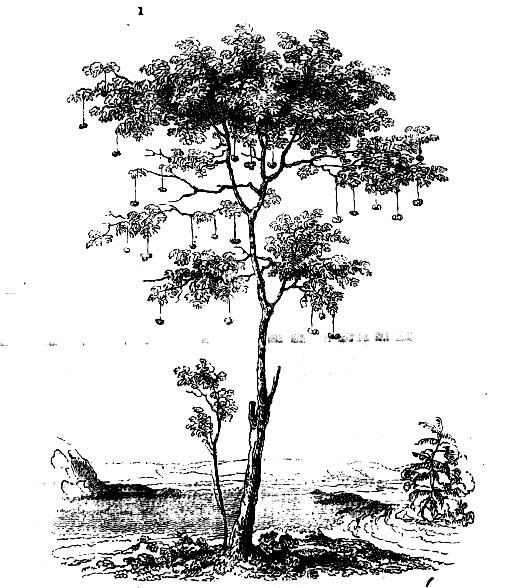 Gardening encyclopedia 4 1