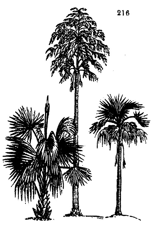 Gardening encyclopedia 770 216