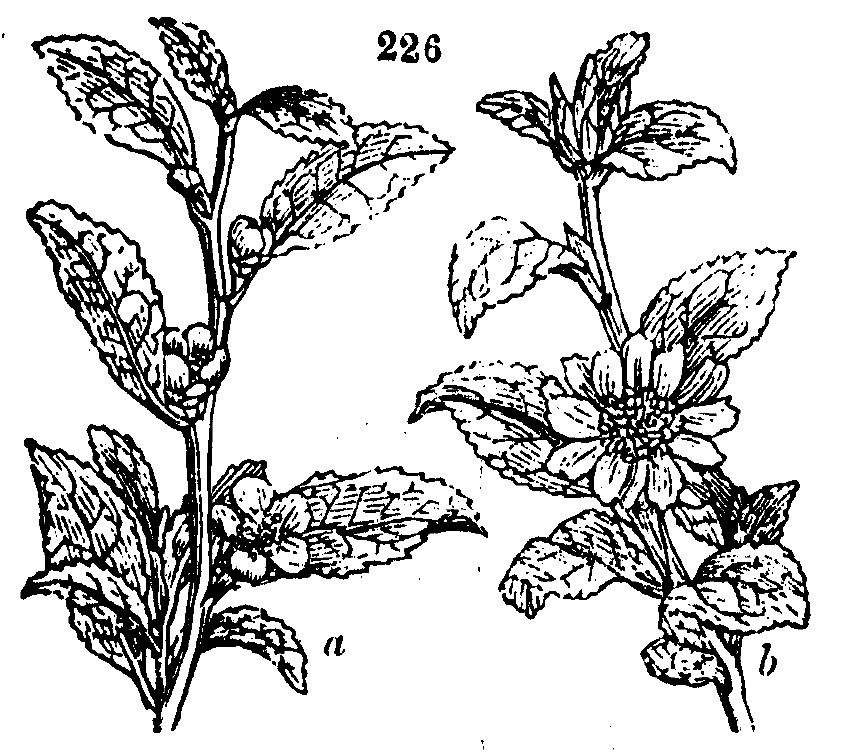 Gardening encyclopedia 803 226
