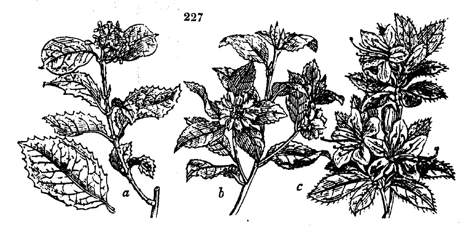 Gardening encyclopedia 803 227
