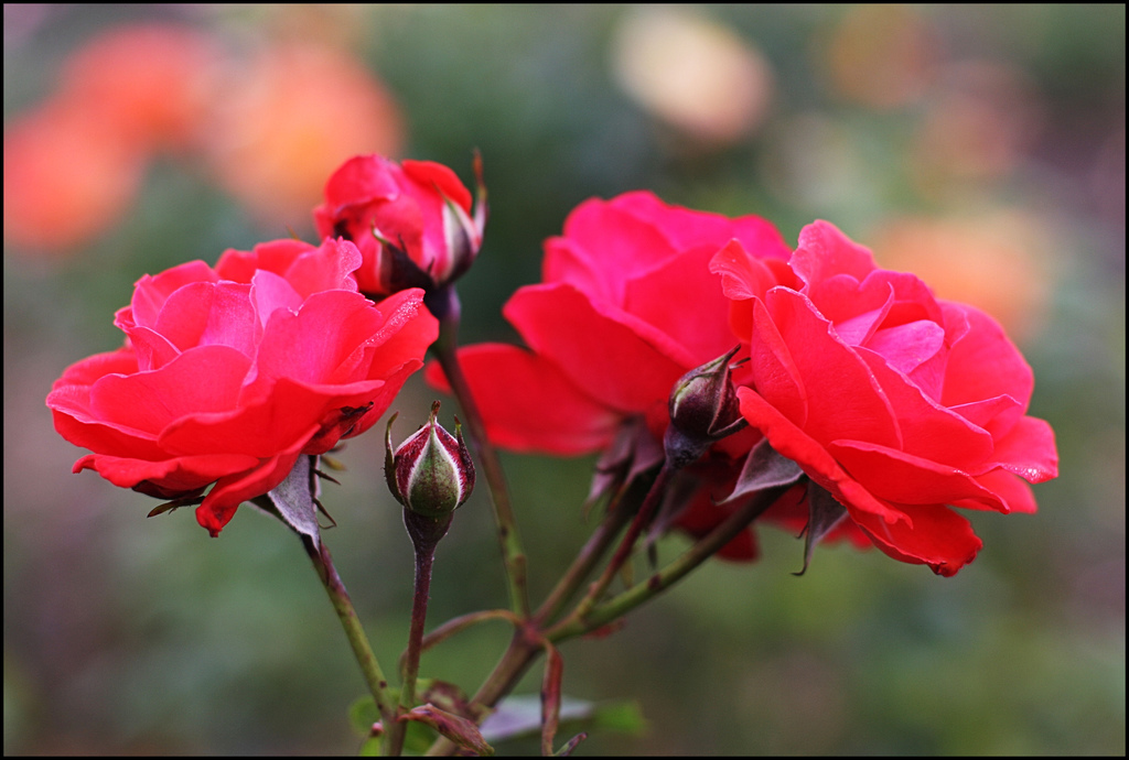 Gardens of the Rose Steve Chilton