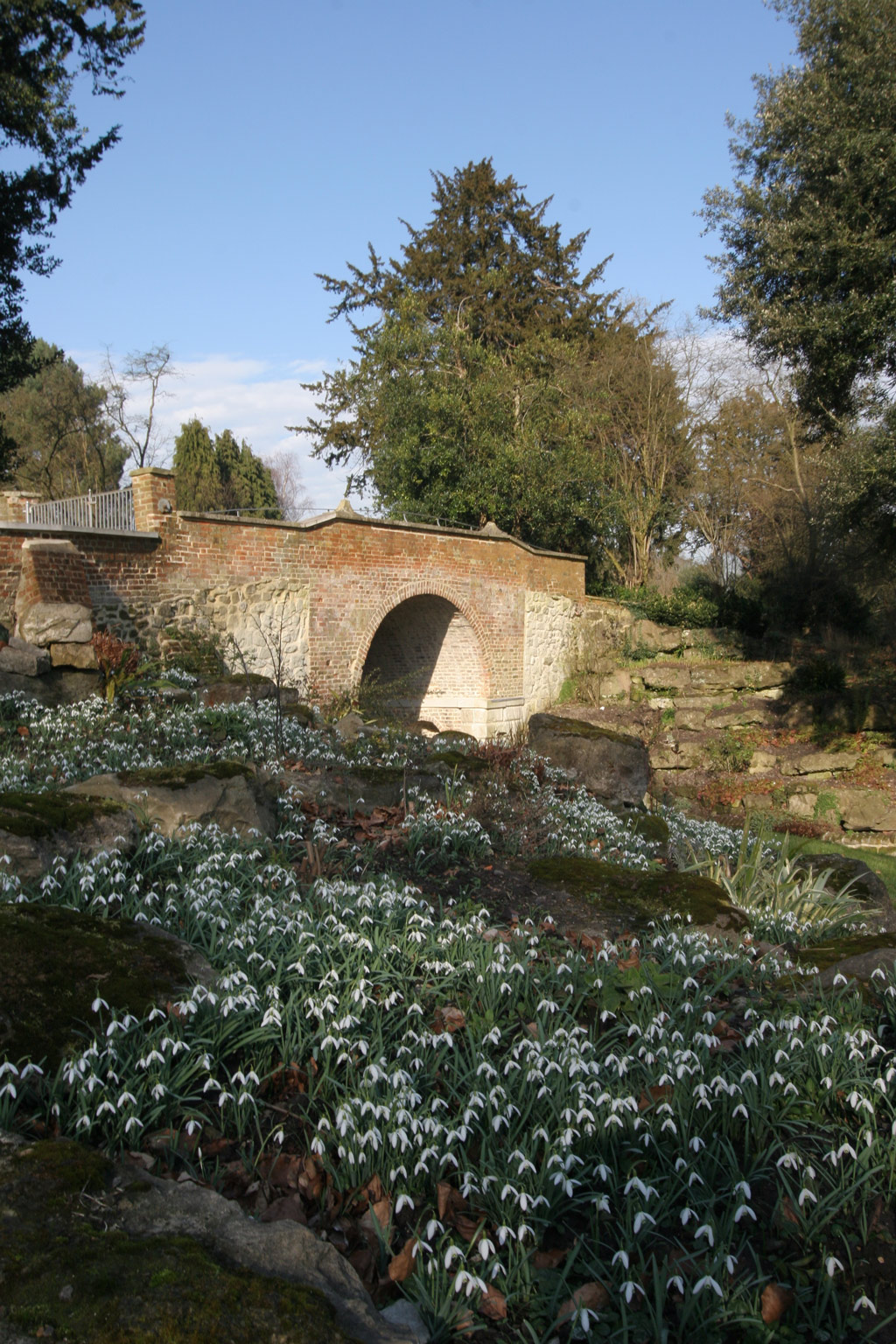 Snowdrops, Gatton Park
