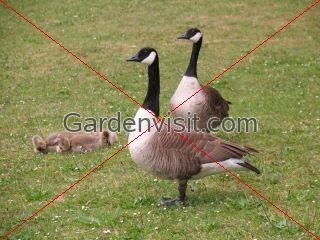 Geese Goslings