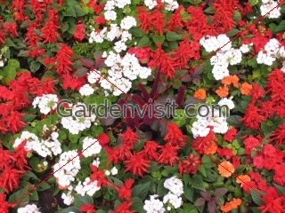 Geranium Salvia