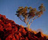 Ghost Gum, Australia