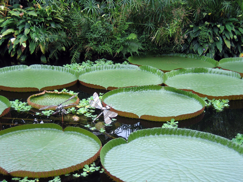 Victoria 'Longwood Hybrid'